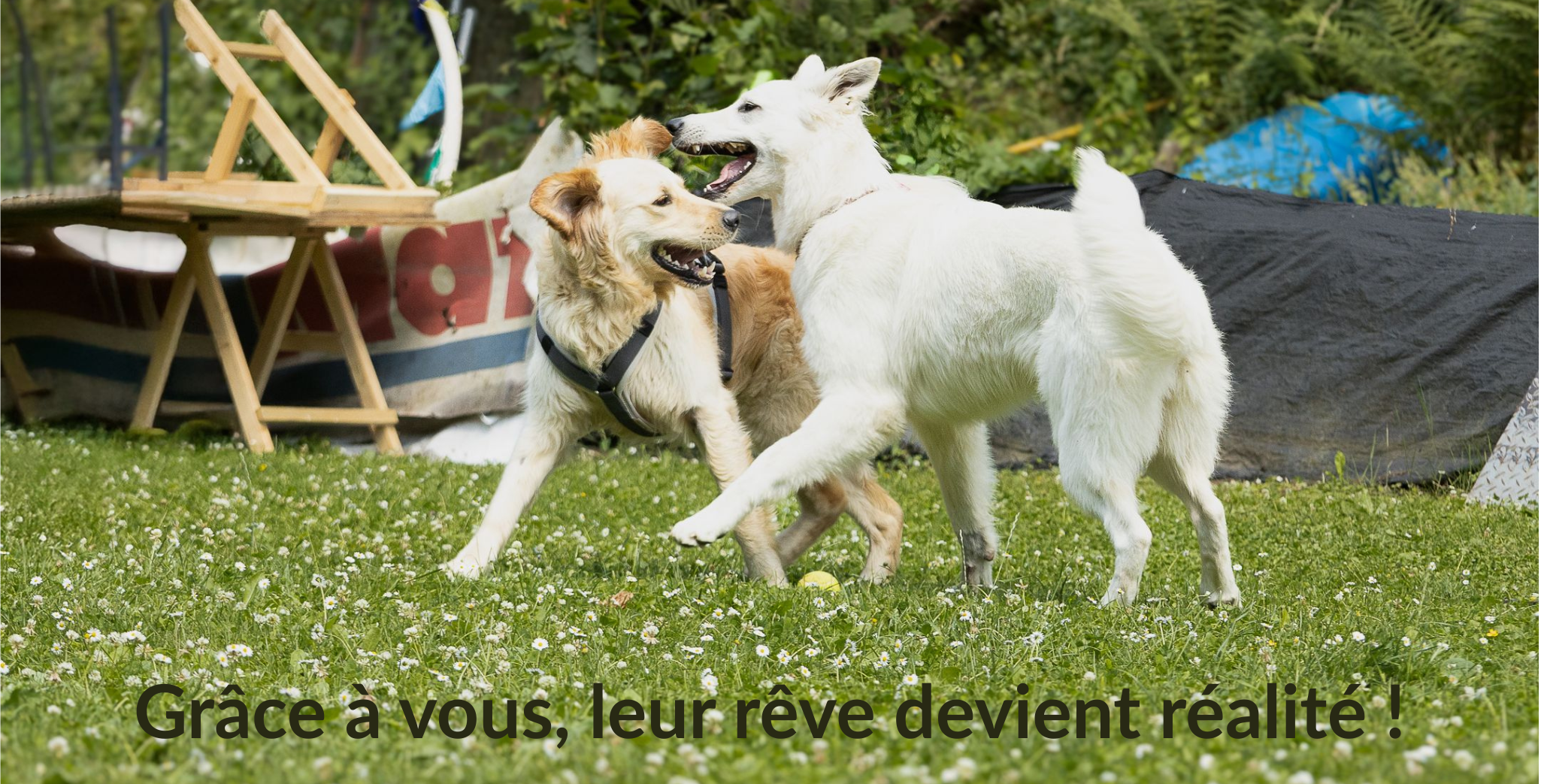 Temps de Chien Liège - Le premier Dog Park couvert de Wallonie !