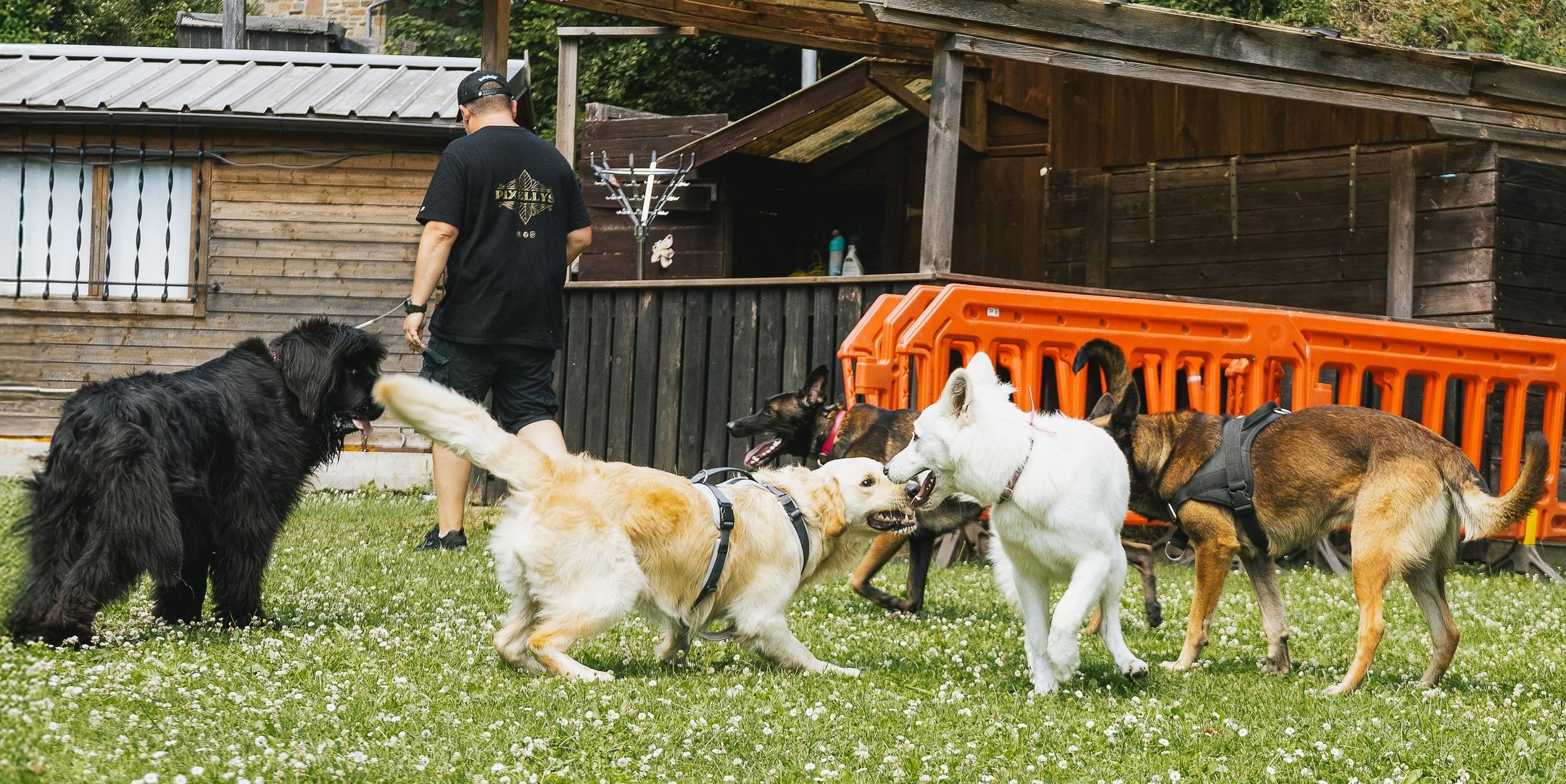 Temps de Chien Liège - Le premier Dog Park couvert de Wallonie !