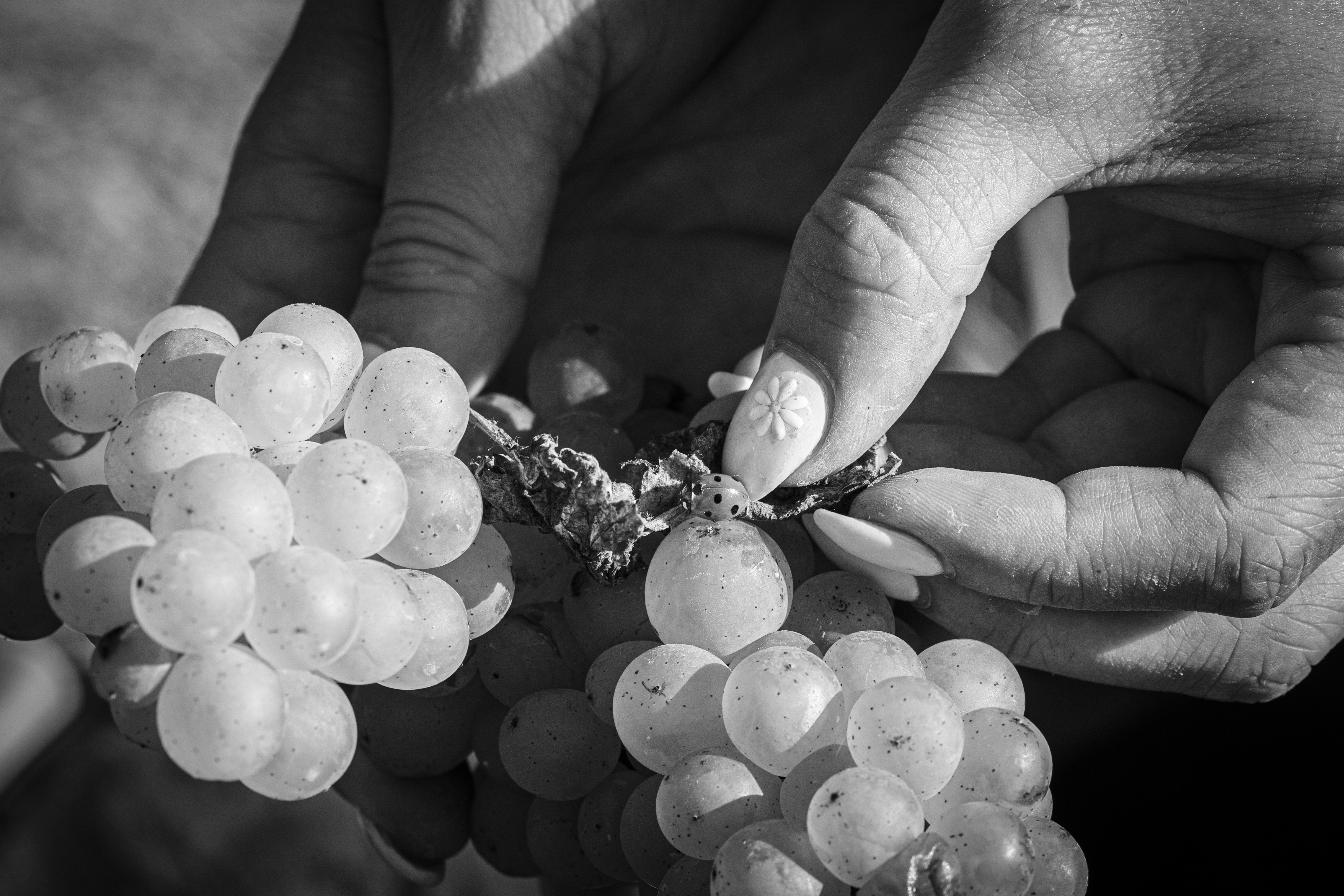 Les vignerons, passeurs de sens : un livre d’art photographique
