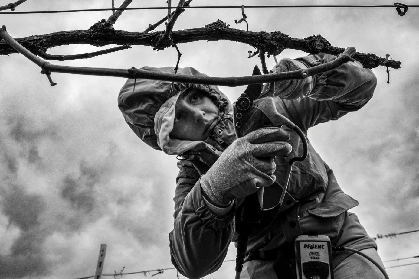 Les vignerons, passeurs de sens : un livre d’art photographique
